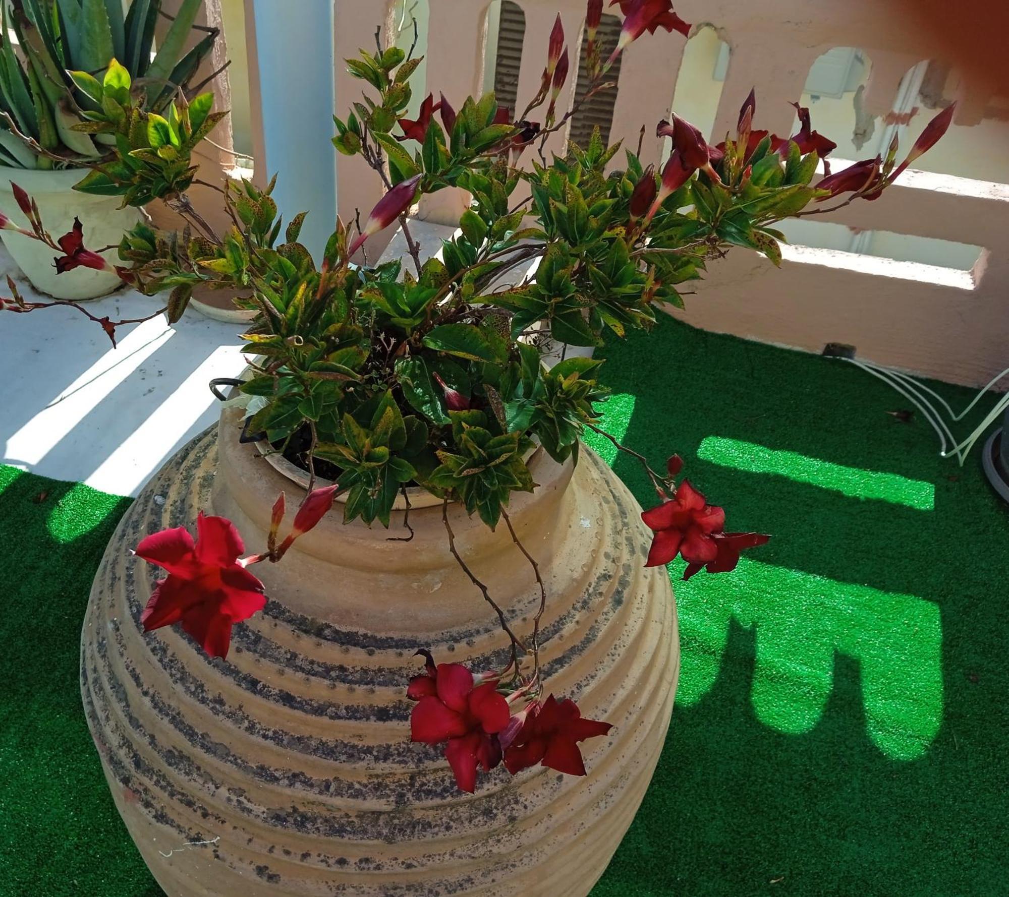 קאטו דרטסו Ilona Apartments Chania חדר תמונה