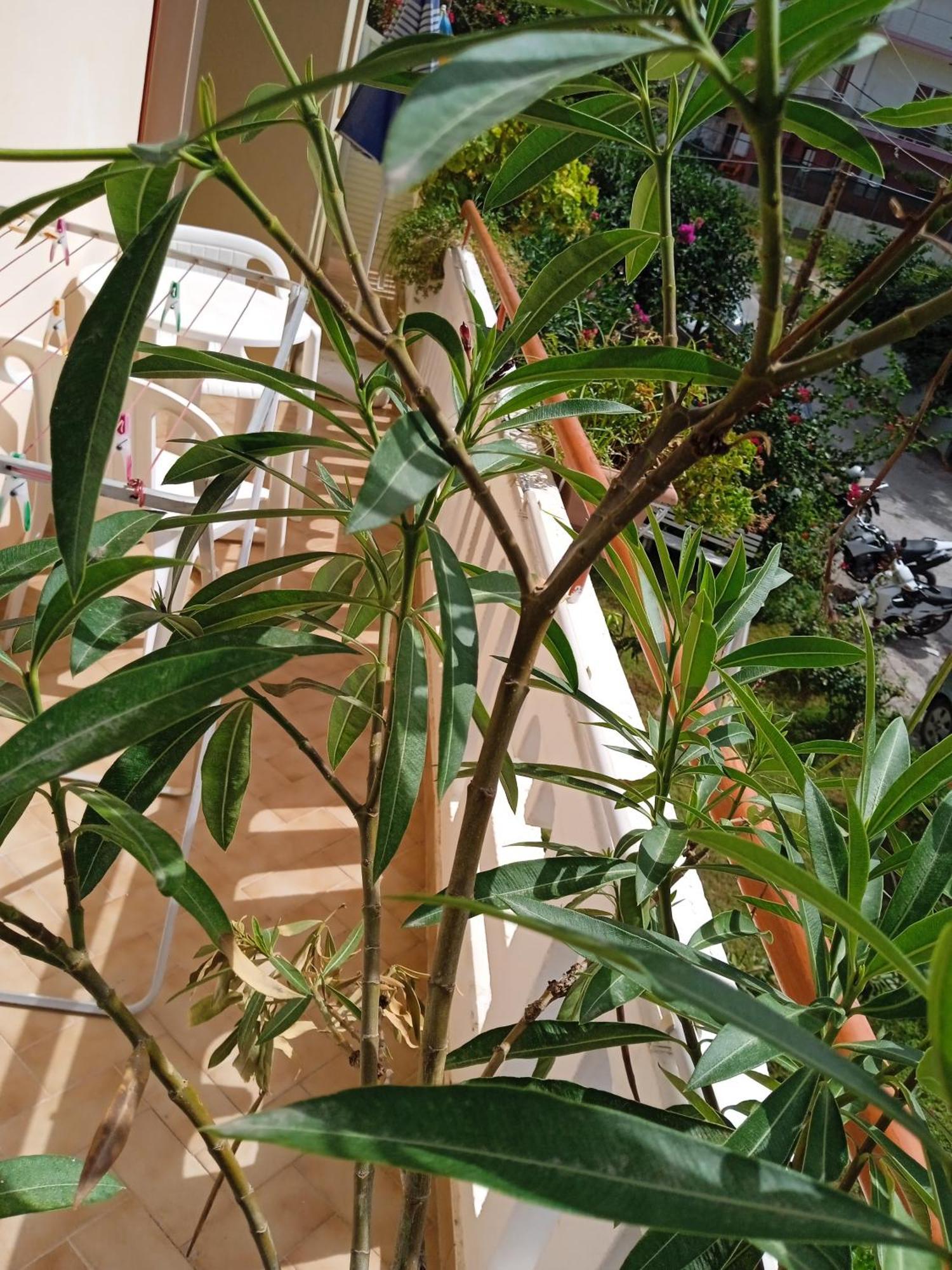 קאטו דרטסו Ilona Apartments Chania חדר תמונה